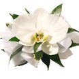 White orchid corsage with ribbon and green foliage on a white background, elegant wedding floral accessory for formal events.